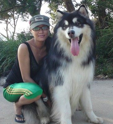 纯种家养巨型阿拉斯加桃二雪橇犬