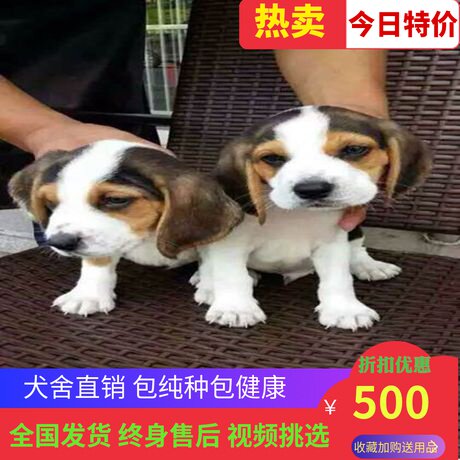 巴吉度犬销量排行榜 巴吉度犬品牌热度排名 小麦优选