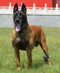 纯种马犬幼犬活体爆红马犬军犬警犬猎犬德国牧羊犬罗威纳宠物狗狗