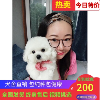 宠物狗狗白色贵宾泰迪博美俊介