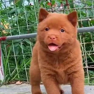 纯种五红犬幼犬中华田园犬五红幼崽正宗中国狗潮汕五红广西五红犬