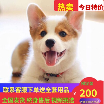 纯种柯基犬幼犬威尔士柯基柴犬