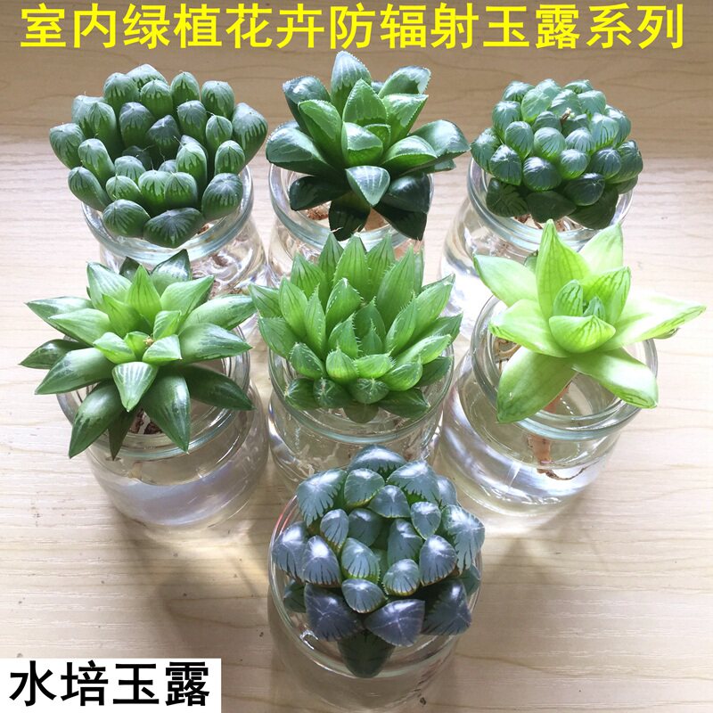 水培多肉植物组合盆栽花卉办公室