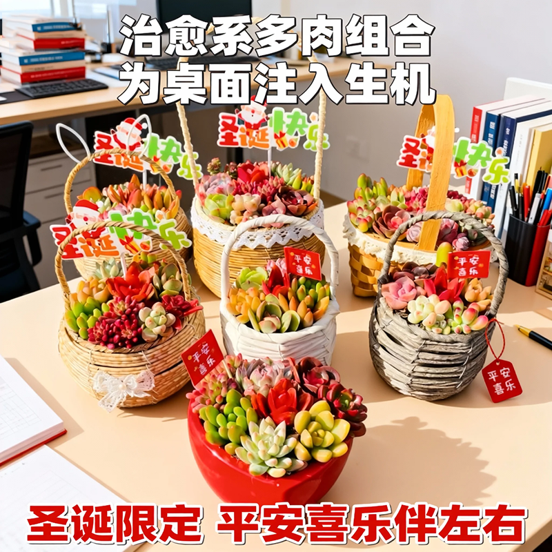 多肉盆栽圣诞礼品节日送礼送朋友办公室懒人花卉桌面摆件室内绿植