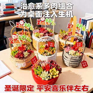 多肉盆栽圣诞礼品节日送礼送朋友办公室懒人花卉桌面摆件室内绿植