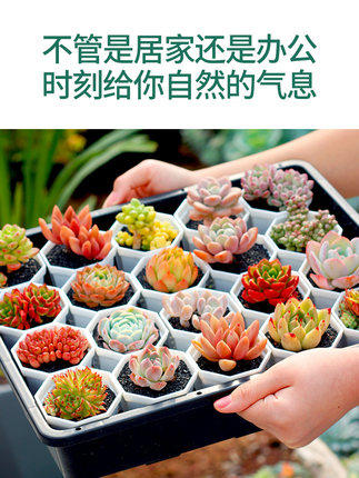 绿植组合套餐花卉好养多肉植物