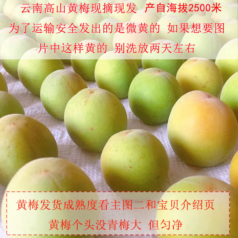 云南大理洱源高山黄梅果新鲜成熟青梅鲜果泡梅子酒梅子露海拔2500