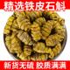 直供铁皮石斛枫斗仿颗粒霍山干条石斛官方正品 非粉胶多渣少花风斗