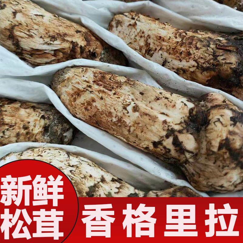 直供急冻松茸冰冻松茸云南特产山珍食用菌菇酒店煲汤食材菌子新鲜