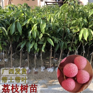 荔枝苗嫁接苗当年结果妃子笑荔枝苗无核荔枝苗荔枝王苗南北方种植