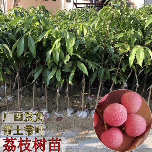 荔枝苗嫁接苗当年结果妃子笑荔枝苗无核荔枝苗荔枝王苗南北方种植