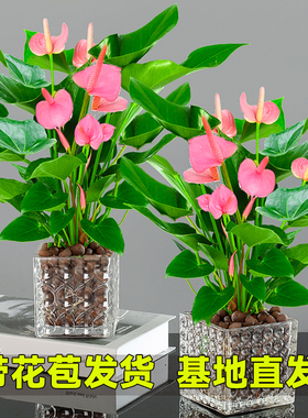 粉掌白掌盆栽植物室内花卉好养水培一帆风顺红掌水养四季常青绿植