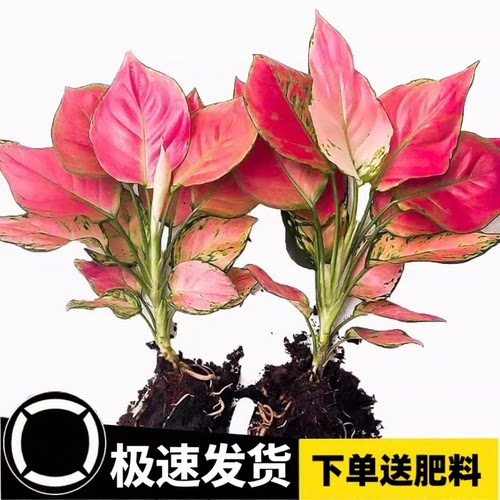 如意吉利万年红水培植物绿