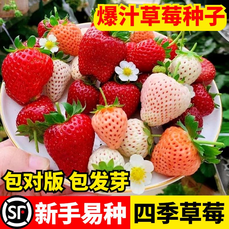 草莓种籽子奶油草莓盆栽苗四季开花结果室内外花卉盆栽阳台花种子