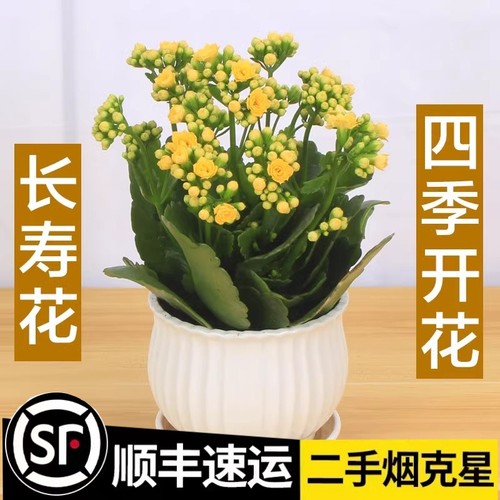 重瓣花带观花大盆好养