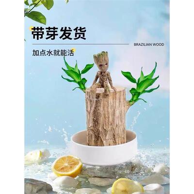 巴西木带芽水养幸运可开花
