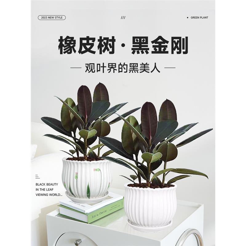 黑金刚橡皮树盆栽室内吸甲