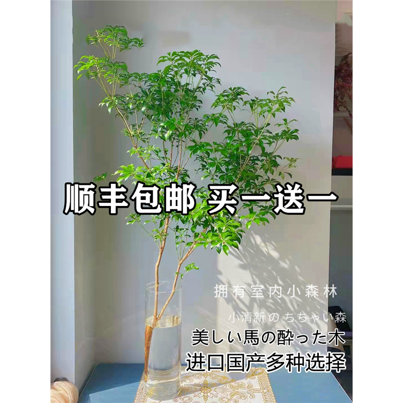 马醉木水培植物鲜切枝条日