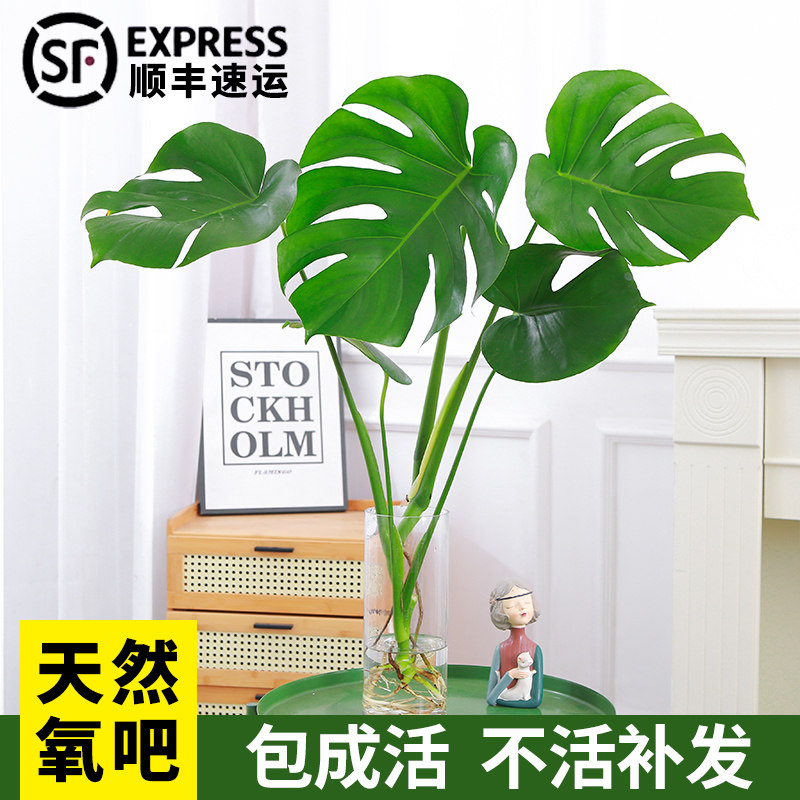 龟背竹盆栽老桩室内净化空