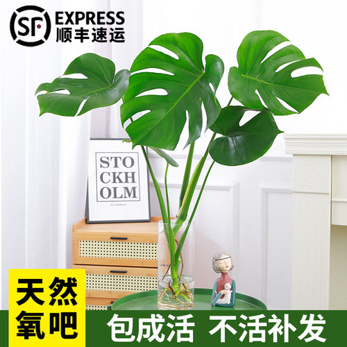 龟背竹盆栽老桩室内净化空