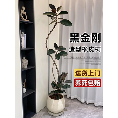 黑金刚橡皮树客厅大盆栽造