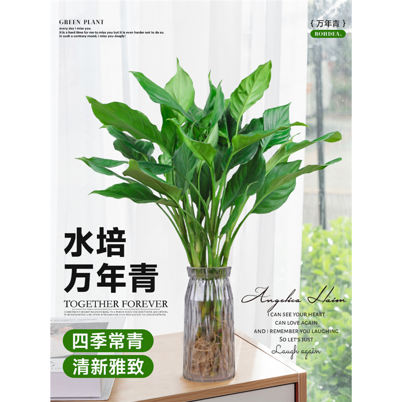 水培植物万年青盆栽室内桌