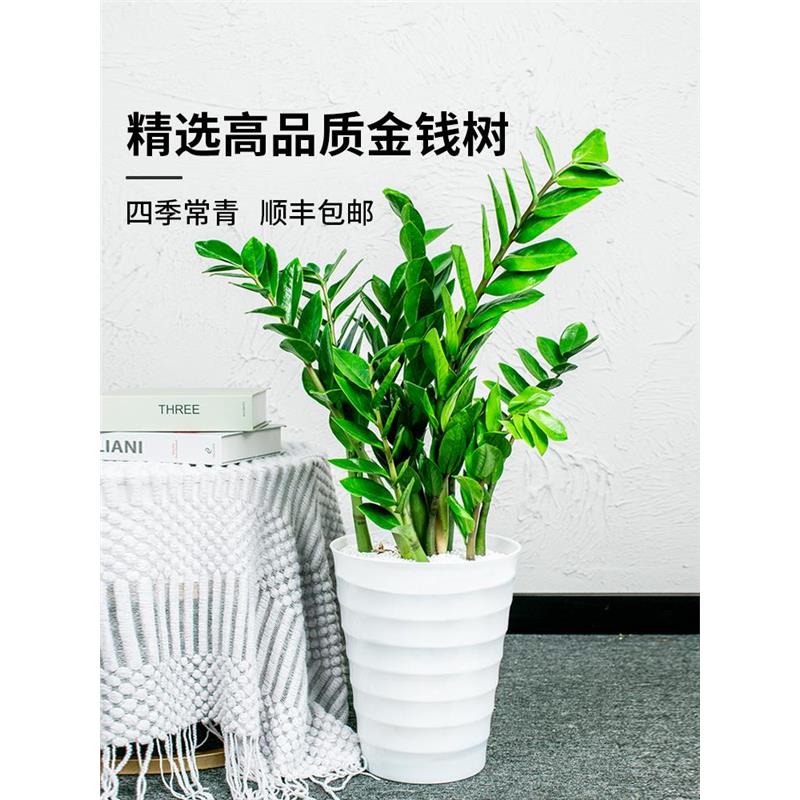 金钱树盆栽花卉植物室内客厅招财摇树钱串子绿植发财树四季好养活
