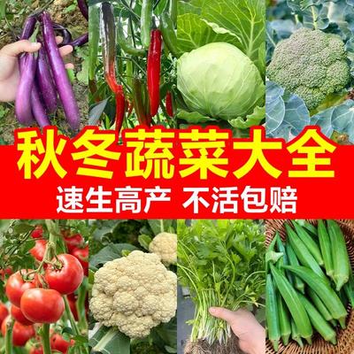 秋播各种蔬菜苗秧大全四季