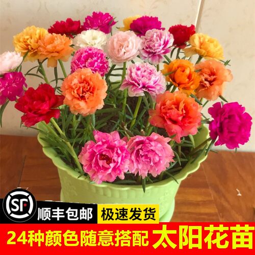 太阳花苗盆栽带苞混色重瓣