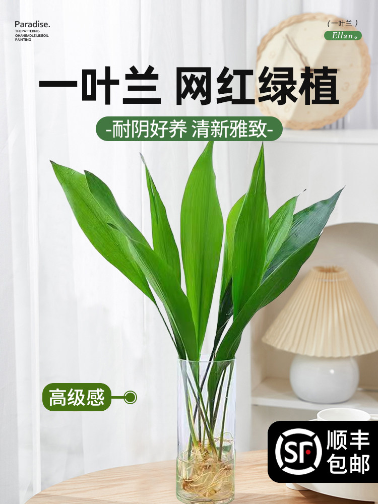 一叶兰四季常青盆栽办公室水培植物网红摆件室内好养耐寒净化空气