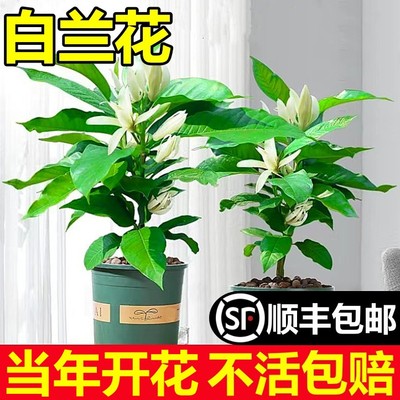 白兰花盆栽玉树苗带苞黄室