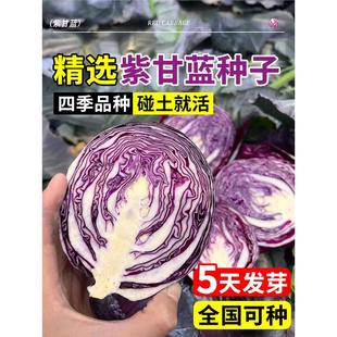紫甘藍種子種籽孑子苗秧包萊菜苗包菜蔬菜秧苗大頭菜包心菜圓白菜