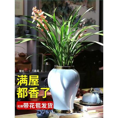 兰花苗四季建大凤素室内办