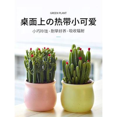 聚财山多肉植物仙人掌盆栽