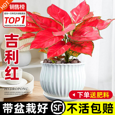 吉利红盆栽如意皇后花水培