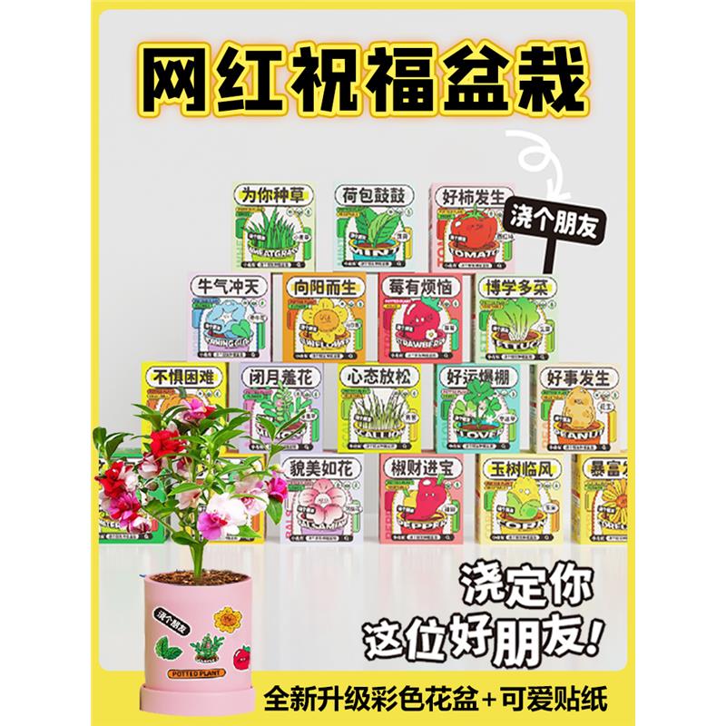办公室创意植物盆栽儿童凤仙花种籽子套装向日葵种植个性diy套组