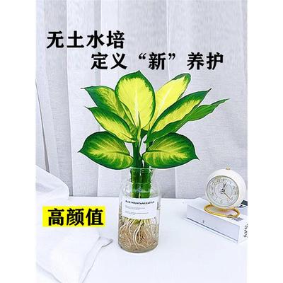 水培植物玛丽安盆栽花叶万