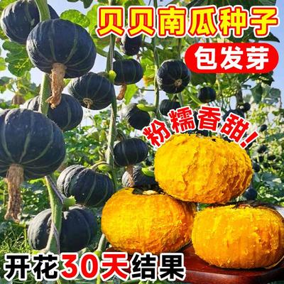 绿贝高产小南瓜种子板栗味