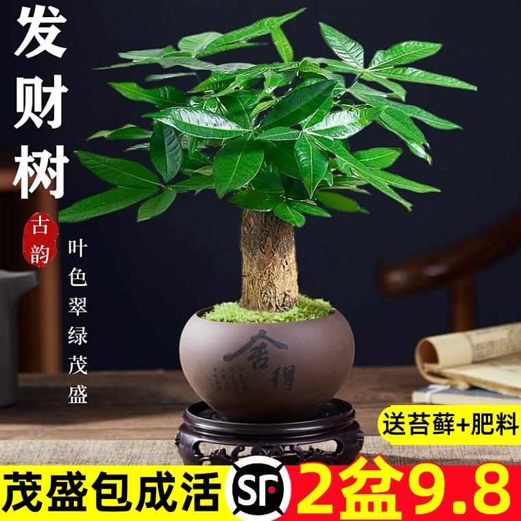 发财树小盆栽室内植物水培