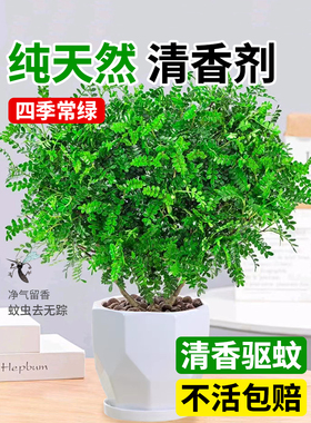 正宗清香胡椒木盆栽花卉室内外驱蚊草植物树苗老桩盆景九里香绿植