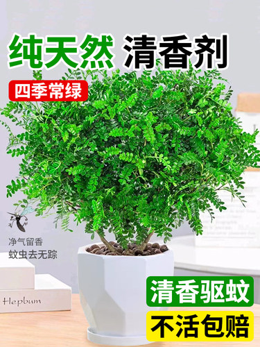 正宗清香胡椒木盆栽花卉室