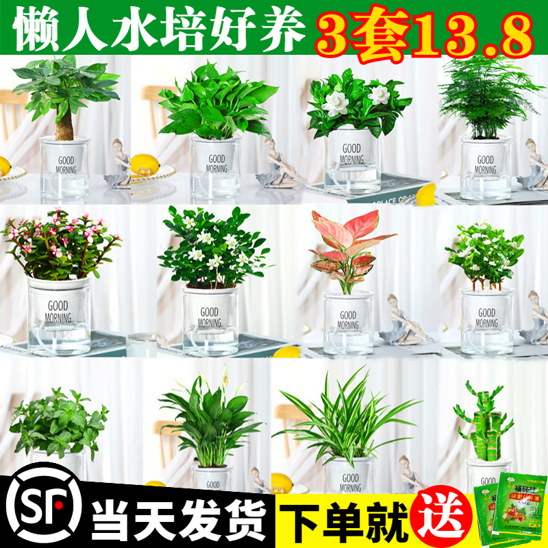 绿萝发财树吊兰花卉盆栽植物室内文竹多肉甲醛水培小绿植好养吸除