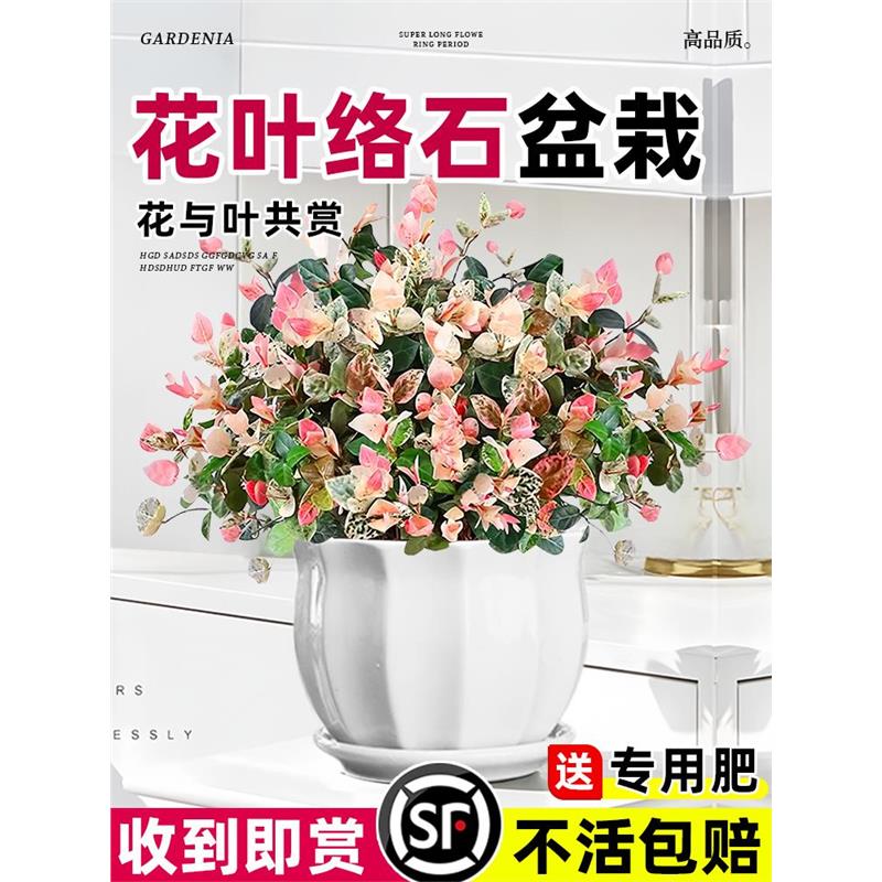 花叶络石盆栽四季五彩花卉彩络叶吊篮阳台爬藤苗绿植庭院植物垂吊