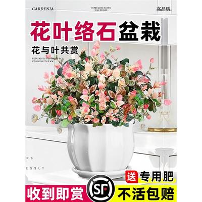 花叶络石盆栽四季五彩卉吊