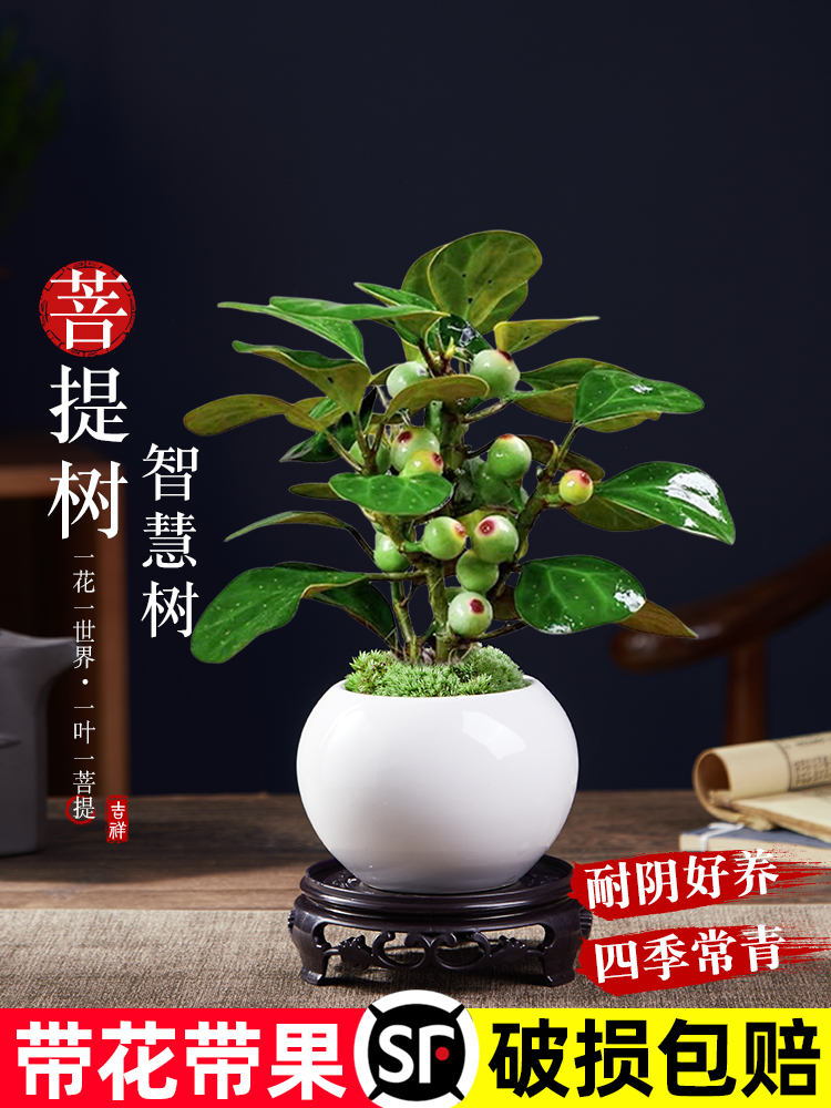 小盼菩提树盆栽植物室内禅