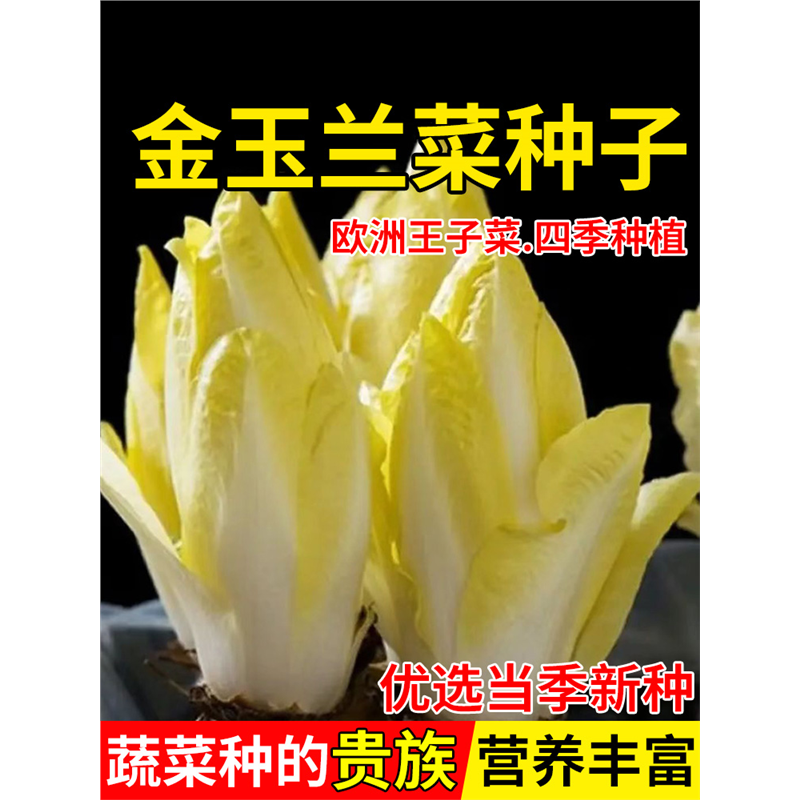 9.9元3包金玉兰菜种子种籽根苗多年生比利时软化紫菊苣生菜籽盆栽