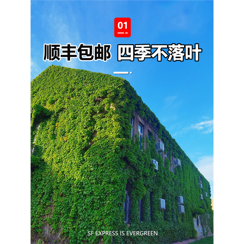 爬墙虎苗不落叶山藤植物四