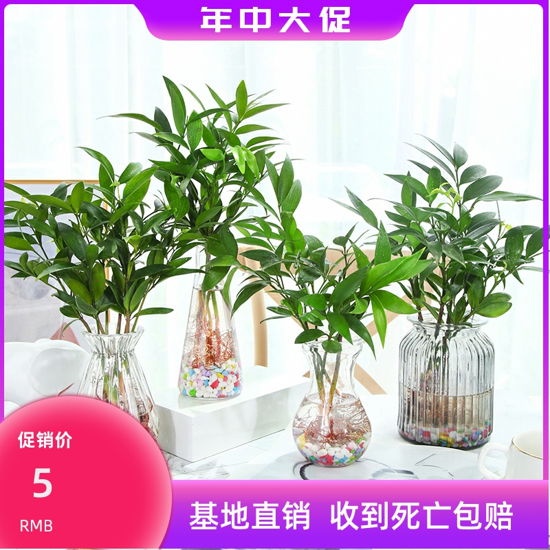 水培新宠驱蚊竹富贵竹水养植物竹柏室内客厅绿植花卉盆栽四季常青