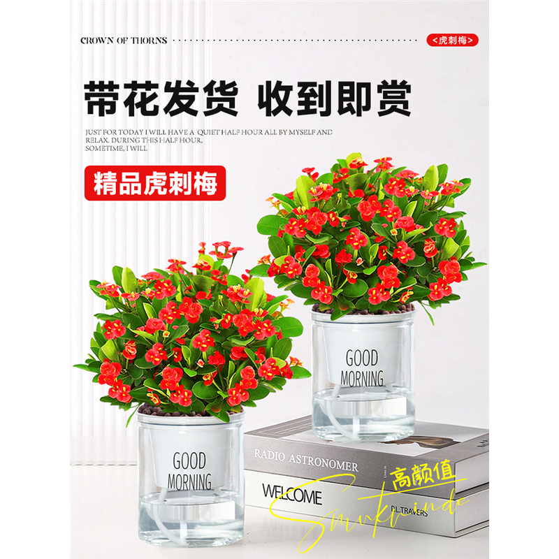 虎刺梅盆栽大花老桩带苞阳