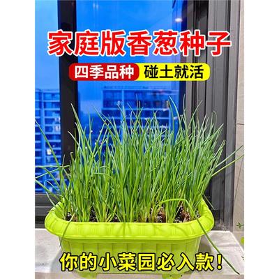 四季小香葱蔬菜种子庭院阳